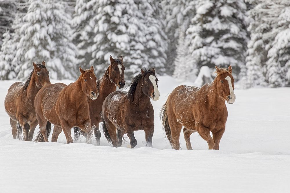 Horses running through fresh snow during roundup-Kalispell-Montana art print by Adam Jones for $57.95 CAD